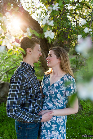 Engaged couple and apple blooms